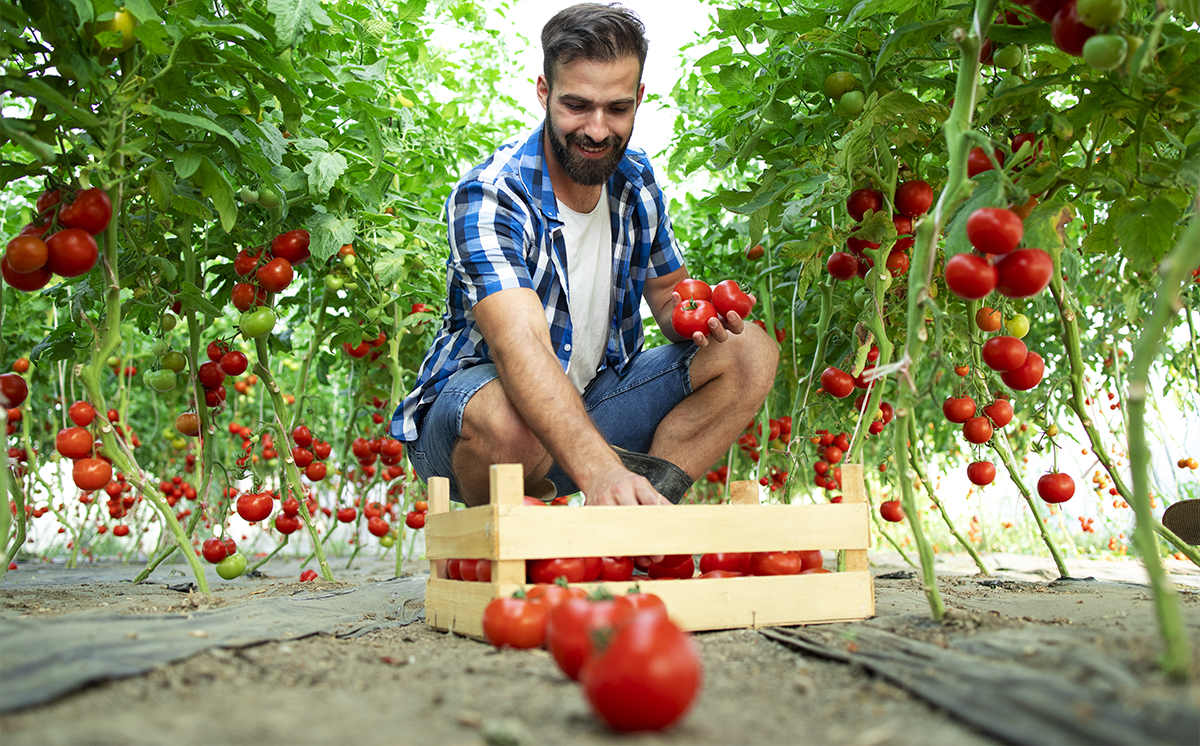 How To Build Up The Dream Garden?